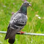 Racing Pigeon