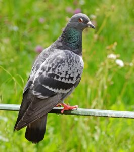 Racing Pigeon Speed 